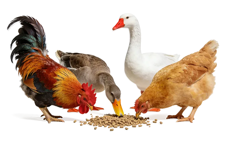 Poultry such as chickens and ducks