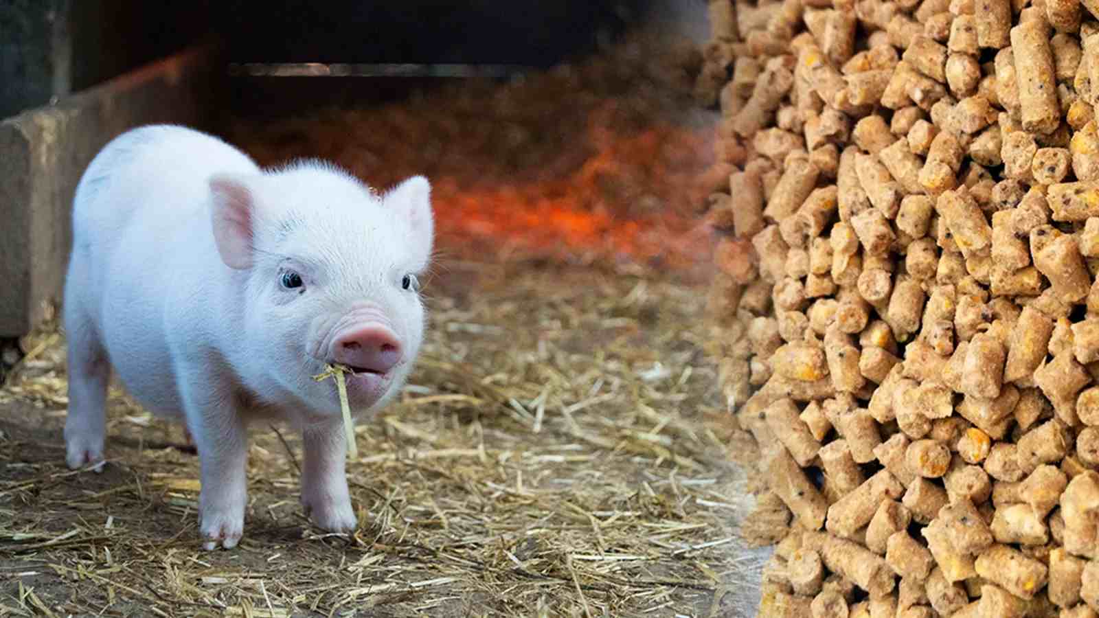 3 TPH pig feed pellet machine in New Zealand