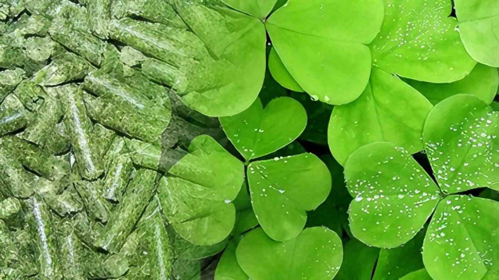 Alfalfa Pellet Machine Clear Structure