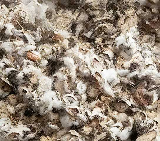 Cottonseed meal