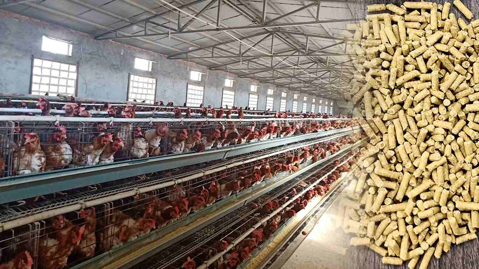 RICHI has built a 10 TPH chicken feed production line in Afghanistan