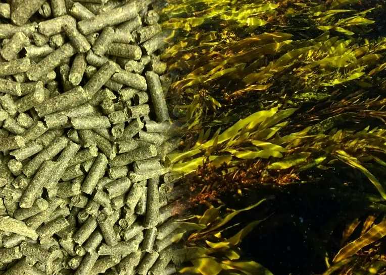 organic fertilizer production line seaweed