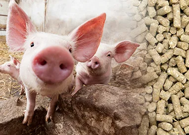 pig feed