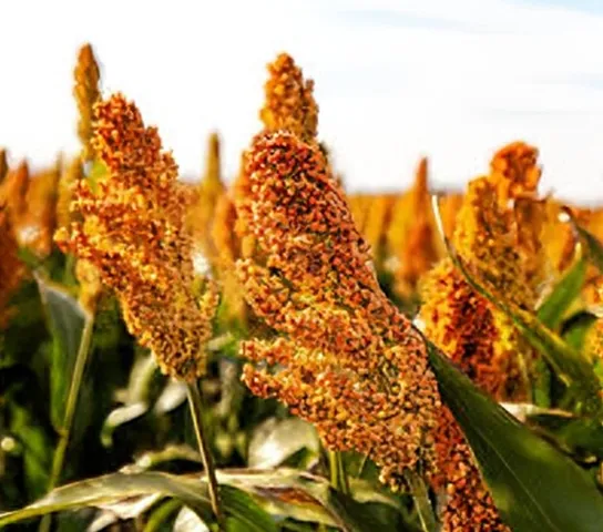 sorghum