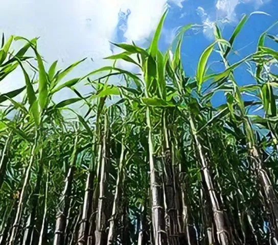 sugarcane stalks