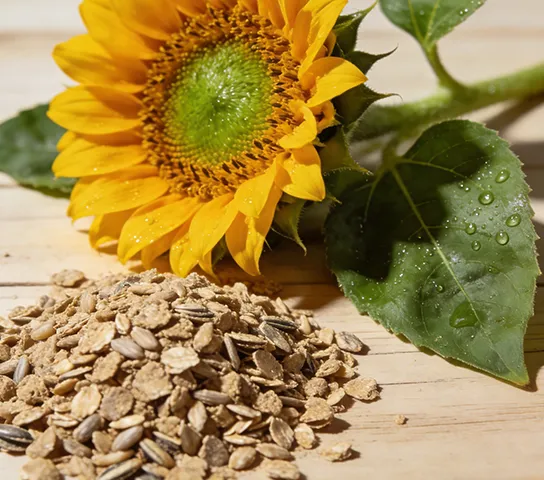 sunflower meal